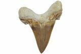 Serrated Sokolovi (Auriculatus) Shark Tooth - Dakhla, Morocco #225213-1